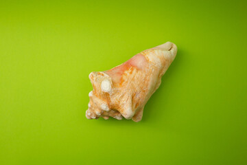 Shell on a green background, macro shot