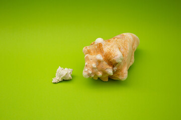 Shell on a green background, macro shot