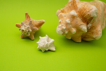 Shell on a green background, macro shot