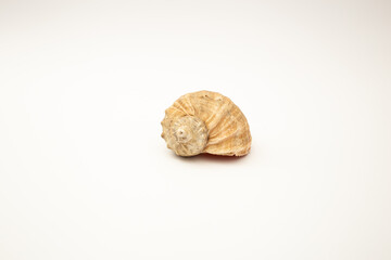 Shells on a white background
