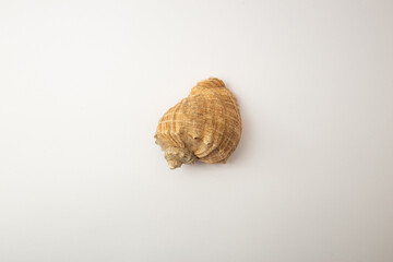 Shells on a white background