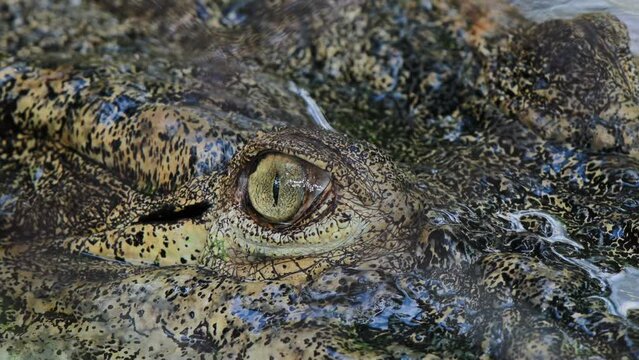Fotage 4k close up of an eye of a crocodile