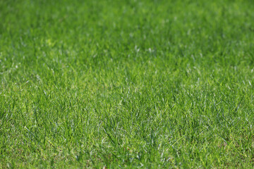 Green young grass, lawn, foreground and background out of focus
