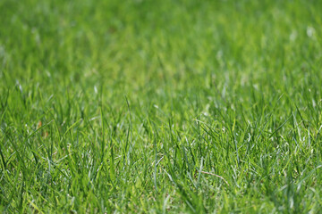 Green young grass, lawn, foreground and background out of focus