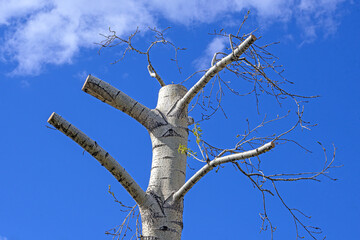 The upper part of the tree with cut branches on a blue sky background