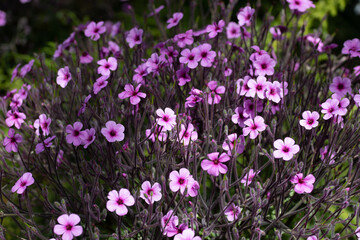 Obraz premium Teppichphlox, Polsterphlox (Phlox subulata)