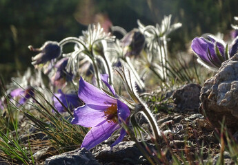 Fluffy buds of spring violet snowdrops in contour light