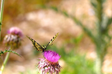 Old world swallowtail butterfly on purple wildflower. Selective focus.