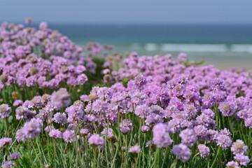 Obraz premium Jersey Orchids, U.K. Coastal Spring wildflowers.
