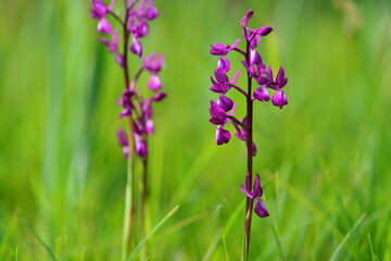 Jersey Orchids, U.K. Meadow Spring wildflowers.