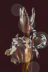 Abstract flower on a dark background, transparent graphic circles.