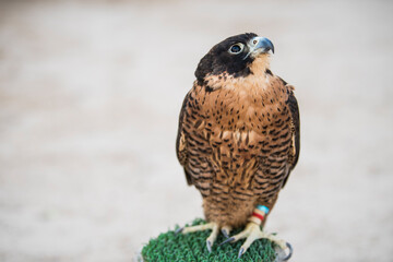 Doha,Qatar, May 01,2022:  Arabian falcons are used for hunting but also as a pet in the Gulf countries. 