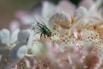 Green Fly on a Hydrangea