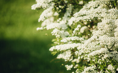 white bloom for background close-up