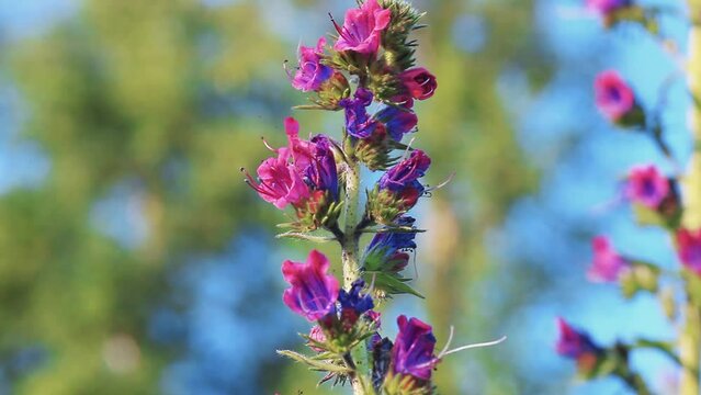 Pink wild flowers Blueweed or viper's bugloss and bumblebee collecting nectar closeup. Blooming purple Echium vulgare plant and nectaring humblebee in summer field close up, soft selective focus