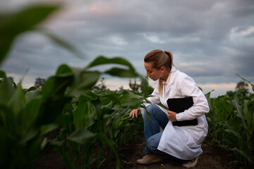 Young woman agronomist in white coat checks growth of corn in field. Farmer takes notes on tablet....