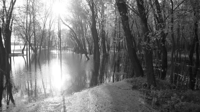 Anonymous unrecognizable people enjoying spring warm sunny weather outdoors on floded with river water beach. Black and white 4k of trees and land covered with overflown water. 2022 Ukraine, Chernihiv
