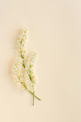 Three branches of blooming white bird cherry on a plain, delicate pastel background.	