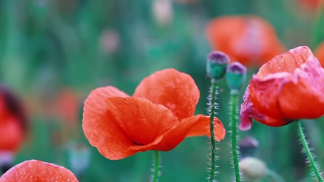 Bloom red corn poppy growth in summer green field closeup. Blooming wildflower growing in fall meadow close up. Beauty wild flower grow in green grass. Papaver rhoeas, remembrance day. soft focus