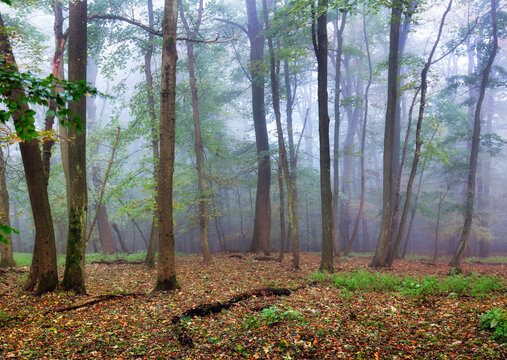 Forest in autumn morning mist