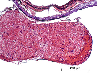 Fototapeta premium Cross section of the olfactory bulb and olfactory nerve. Nervous tissue. Hematoxylin and Eosin Staining. 