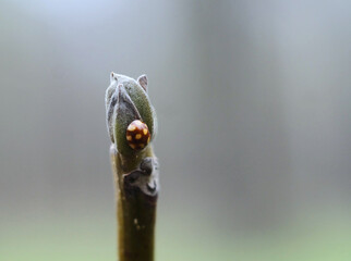 Ladybug Calvia Calvia decemguttata on a chestnut bud, macro shot, selective focus, blurred background, horizontal orientation.