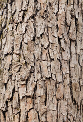 Bark of an apple tree (Malus baccata), macro photography, selective focus, vertical orientation.