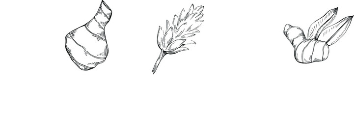 Ginger vector isolated plant with leaves. Herbal engraved style illustration. Detailed organic product sketch.The best for design logo, menu, label, icon, stamp.