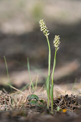 Neotinea maculata - is a species of orchids in the Orchidoideae subfamily