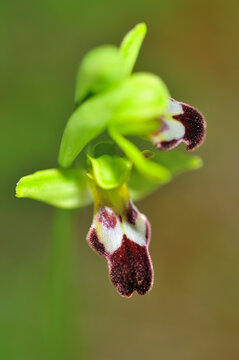 Ophrys Fusca is a kind of monopodial and terrestrial orchids.