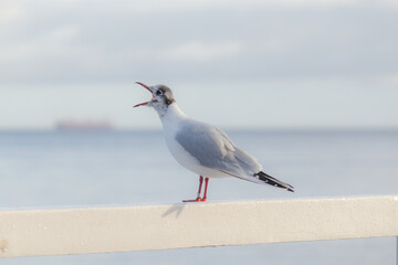 seagull