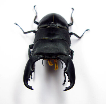 Giant stag beetle Dorcus titanus from Indonesia isolated on white. Lucanidae. Collection beetles. Entomology. Coleoptera.