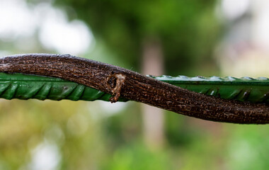 bar on a branch