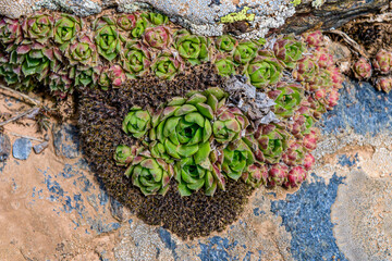 Sempervivum, everlasting, succulent or succulent perennial of the Crassulaceae family