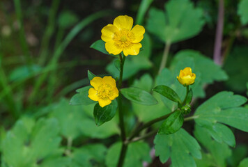 Yellow flowers of Creeping buttercups (Ranunculus repens). A creeping crowfoot blossom with colorful  flowers. Natural background with selective focus.