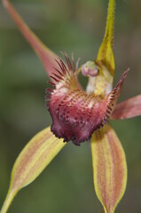 The king orchid holds two petals stiffly upwards and has variable deep red coloring