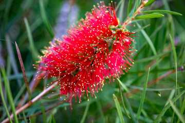 Zylinderputzer Callistemon Laevis