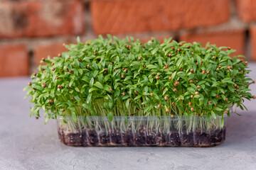 Microgreens for sale. Healthy raw diet food. Vitamins from nature. Fresh garden produce organically...