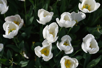 White tulips background. Flower summer landscape card. 

