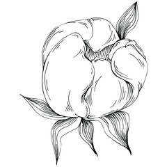 Peony flower. Floral botanical flower. Isolated illustration element. Vector hand drawing wildflower for background, texture, wrapper pattern, frame or border.