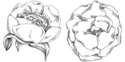 Peony flower. Floral botanical flower. Isolated illustration element. Vector hand drawing wildflower for background, texture, wrapper pattern, frame or border.