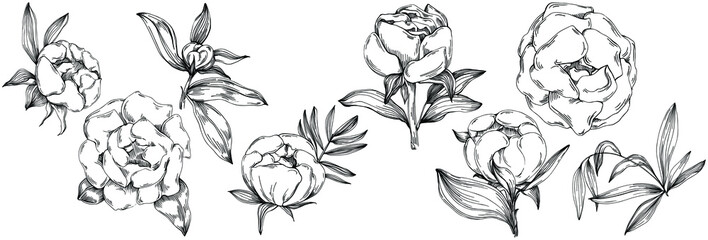 Peony flower. Floral botanical flower. Isolated illustration element. Vector hand drawing wildflower for background, texture, wrapper pattern, frame or border.