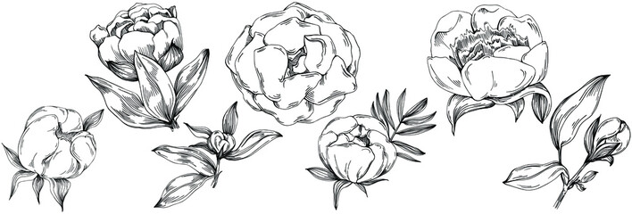 Peony flower. Floral botanical flower. Isolated illustration element. Vector hand drawing wildflower for background, texture, wrapper pattern, frame or border.