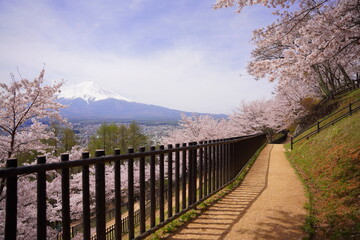 Fototapeta na wymiar 日本の山梨県の荒倉山浅間公園の満開の桜と富士山