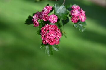 Crataegus laevigata 'Rosea Flore Pleno' Tree.A beautiful Hawthorn Tree Crimson Cloud Crataegus laevigata in full bloom in early spring with a mass of pink and white flowers. Growing in my garden 