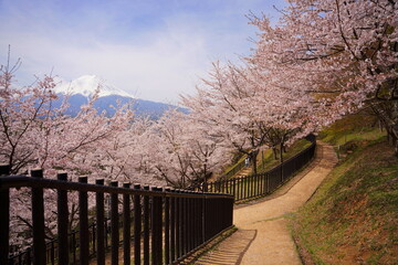 日本の山梨県の荒倉山浅間公園の満開の桜と富士山