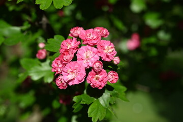 Crataegus laevigata 'Rosea Flore Pleno' Tree.A beautiful Hawthorn Tree Crimson Cloud Crataegus laevigata in full bloom in early spring with a mass of pink and white flowers. Growing in my garden 