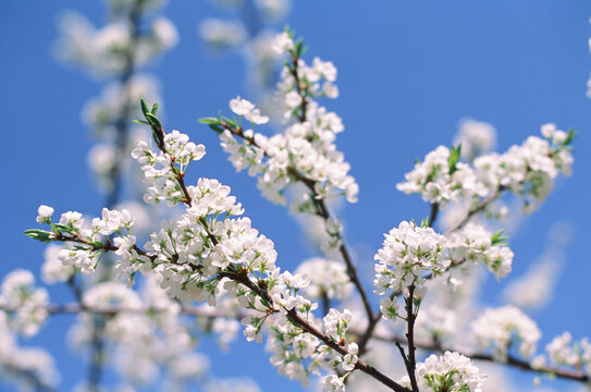 White flowers of blooming Apple tree in spring against blue sky on a Sunny day close-up macro in nature outdoors. Film photography