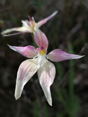 Mixing genes of the pink fairy and cowslip orchids