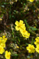 Common rockrose